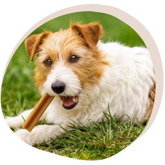 Hoe kies je de juiste gezonde snacks voor je hond?