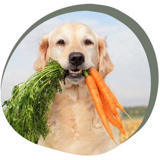 Waarom hypoallergene voeding en snacks voor je hond