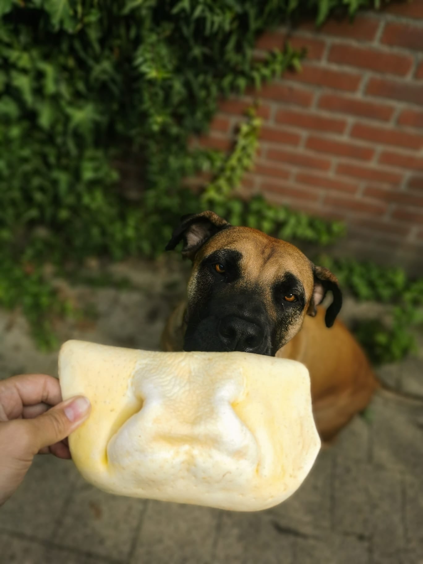 Gepofte runderneus