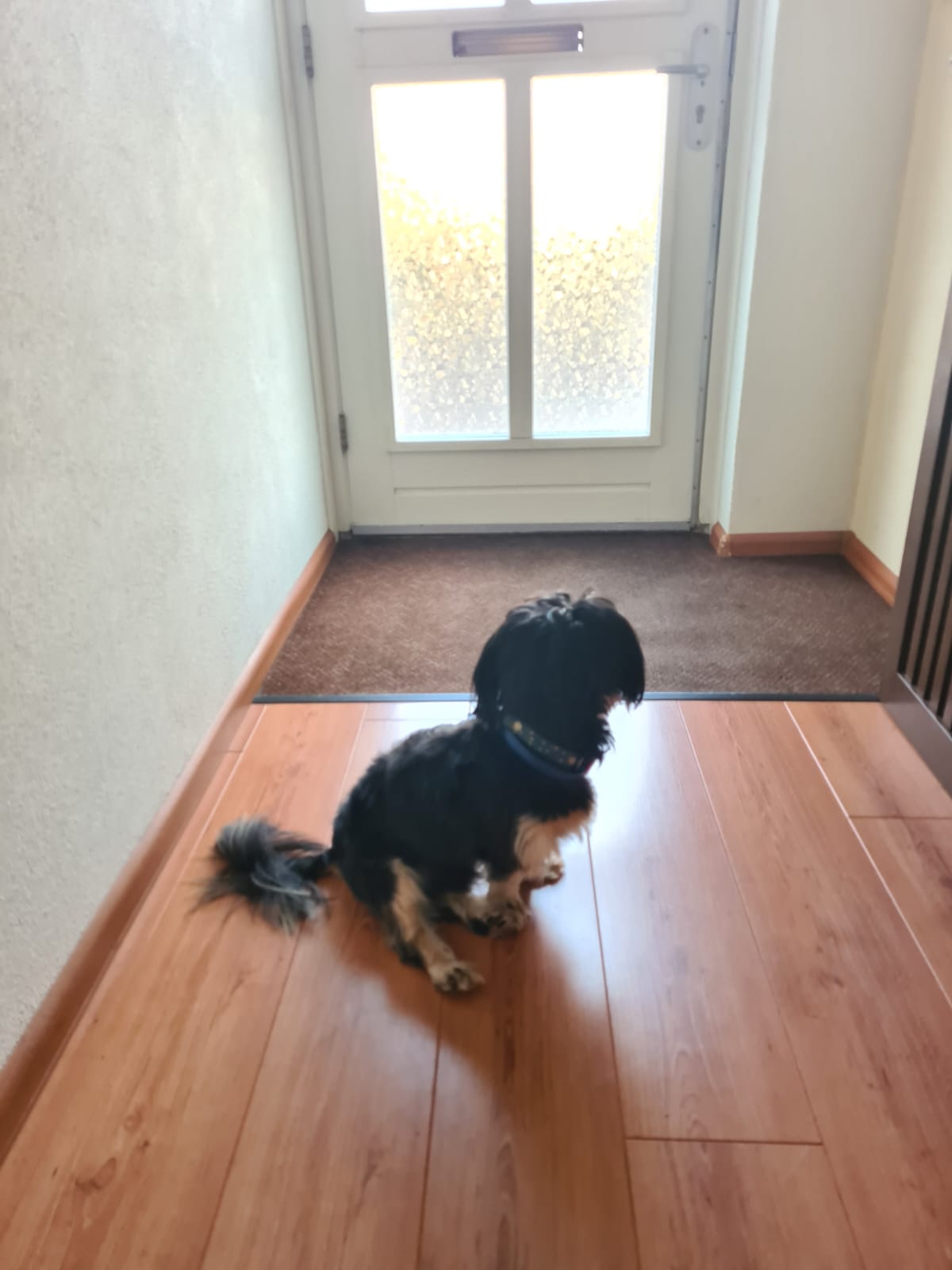 Happy-Tails easy@home Box L