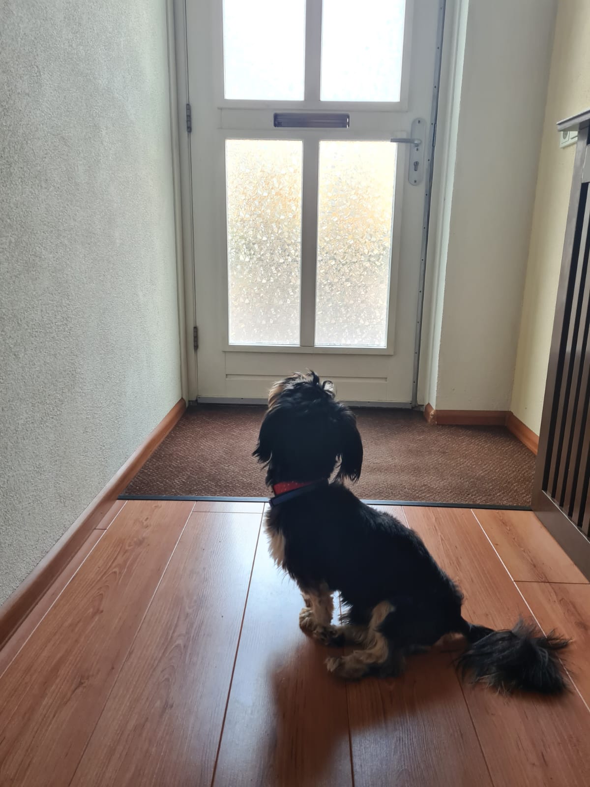 Happy-Tails easy@home Box S