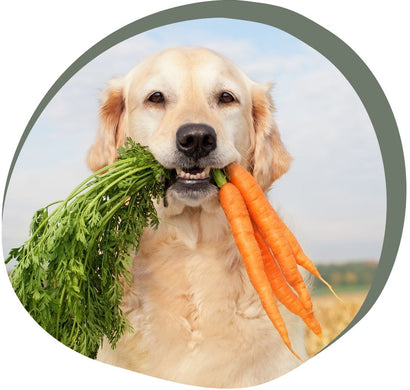 Waarom hypoallergene voeding en snacks voor honden?