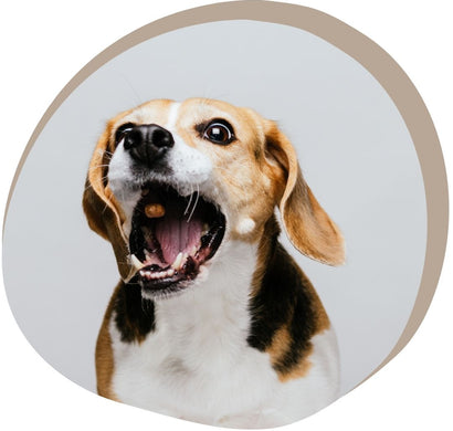 Wat zijn de voordelen van natuurlijke hondensnacks?