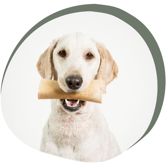 Top 5 gezonde kauwbotten voor honden