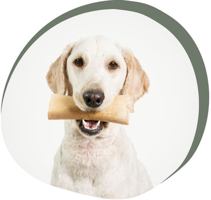 Top 5: Gezonde kauwsnacks voor je hond