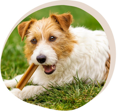 Hoe kies je de juiste gezonde snacks voor je hond?