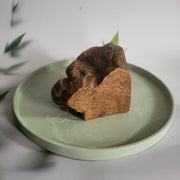 Olijfboomkauwwortel maat L