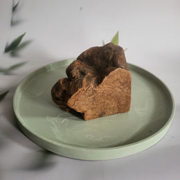 Olijfboomkauwwortel maat L