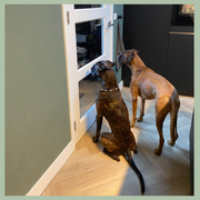 Maandbox snackbox natuurlijke snacks honden abonnement