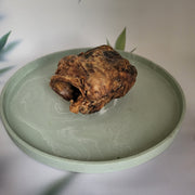 Runder strottenhoofd