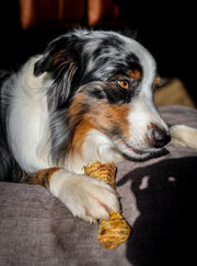 Kauwbot runderluchtpijp