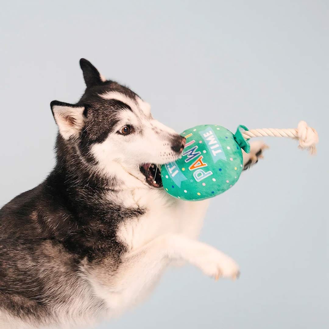 I pawty, you pawty balloon