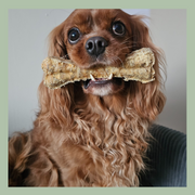 Kauwbot runderluchtpijp