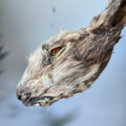 Konijnenkop met vacht