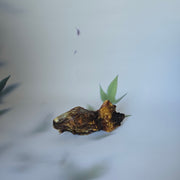 Konijnenkop zonder vacht