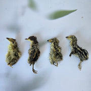 Kwartel kuikens