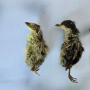 Kwartel kuikens