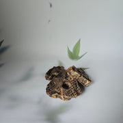 Herten strottenhoofd schijfjes