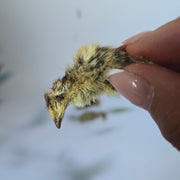 Kwartel kuikens