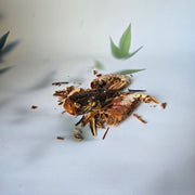 DIY Argentijnse, rode garnaal