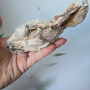 Konijnenkop met vacht