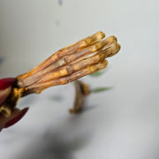 Konijnen pootjes naturel