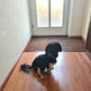Happy-Tails easy@home Box M
