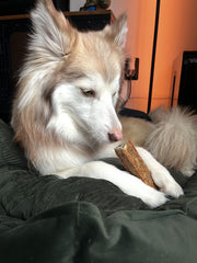 Denta Bone Forel/wilde kruiden