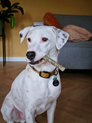 VisFrikandel Kabeljauw