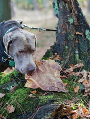 RunderKophuidplaat XL