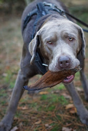 Paardenoor met vacht