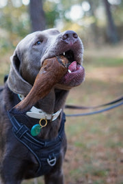 Paardenoor met vacht