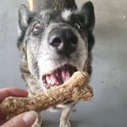 Kauwbot 100% hertenhuid/kamala (pup/senior) maat L