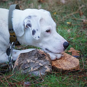 Olijfboomkauwwortel maat L